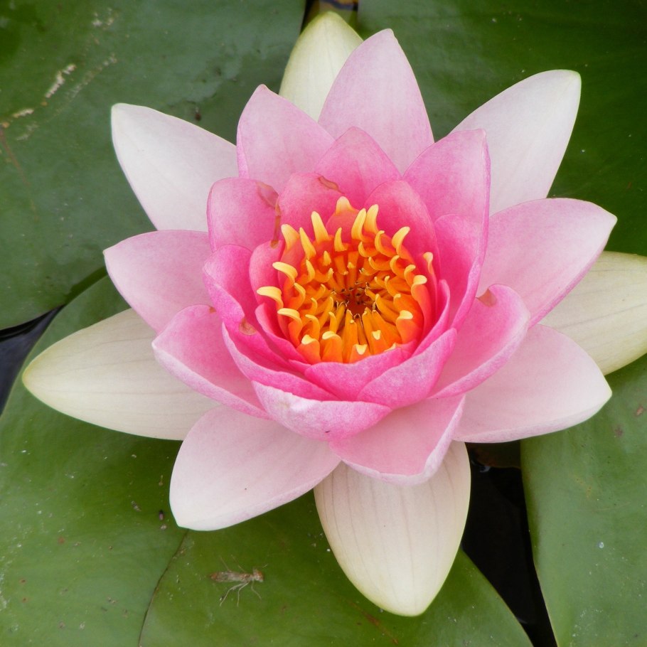 Виктория Амазонская в Ботаническом саду