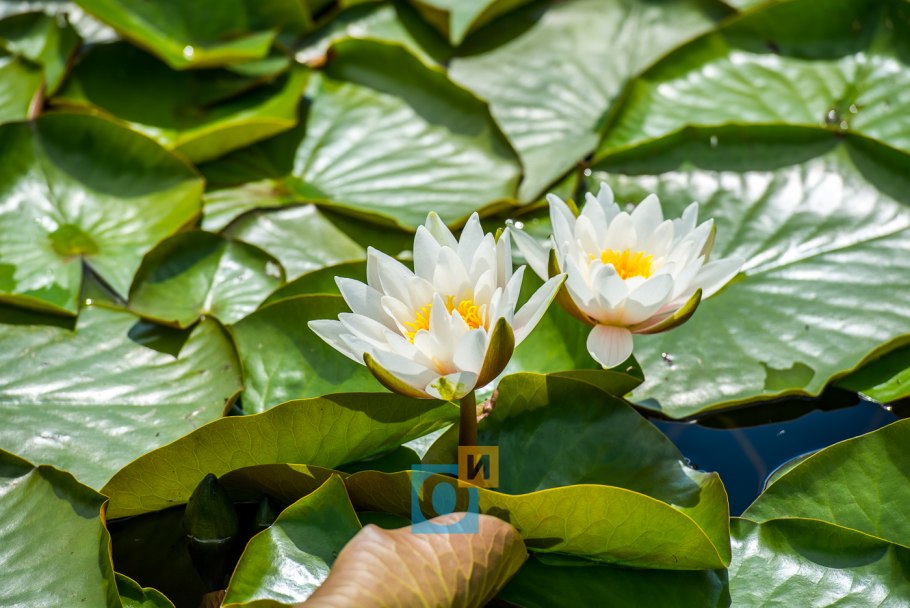 Кувшинка симметрия