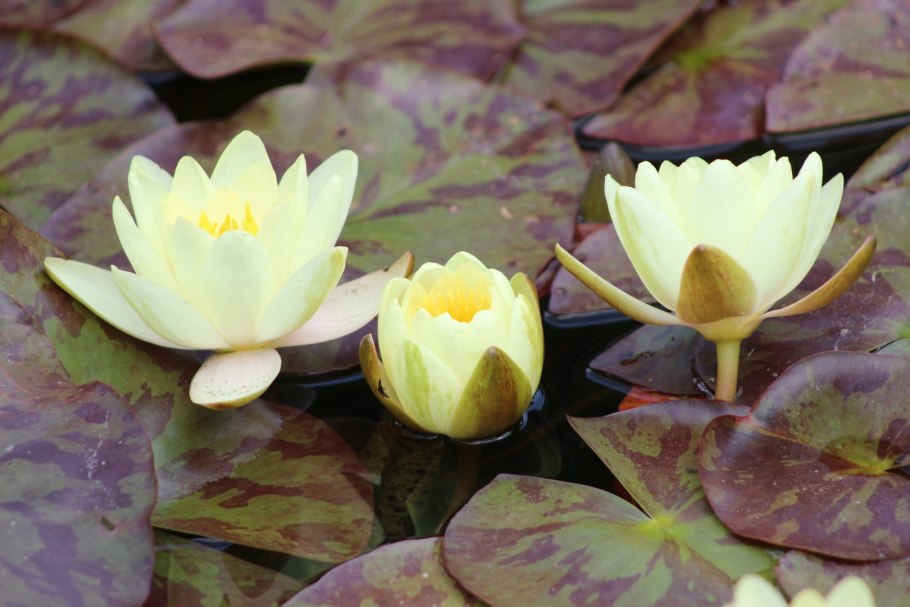 Нимфея луангбангпра