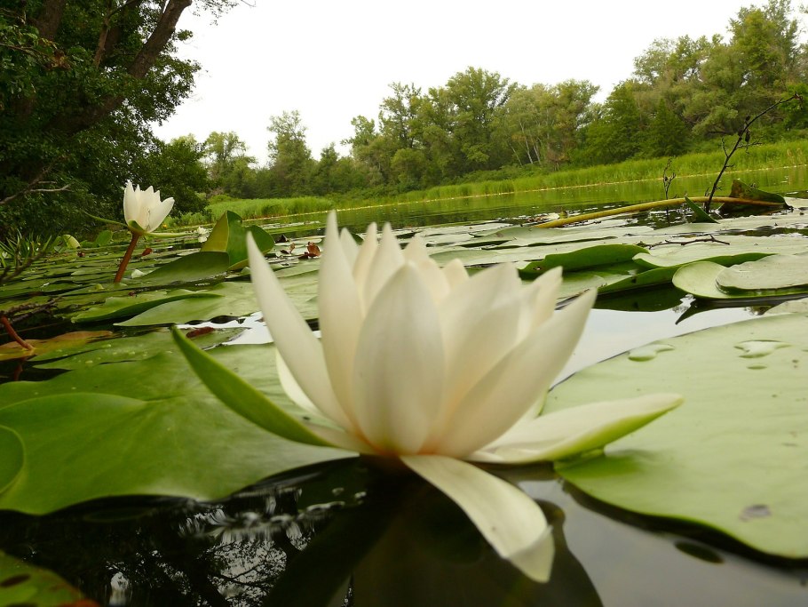 Виктория Амазонская в Ботаническом саду