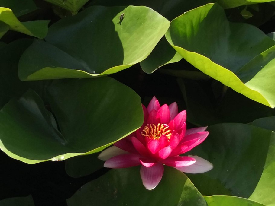 Кувшинка малая