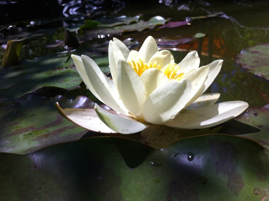 Кувшинка - символ женственности