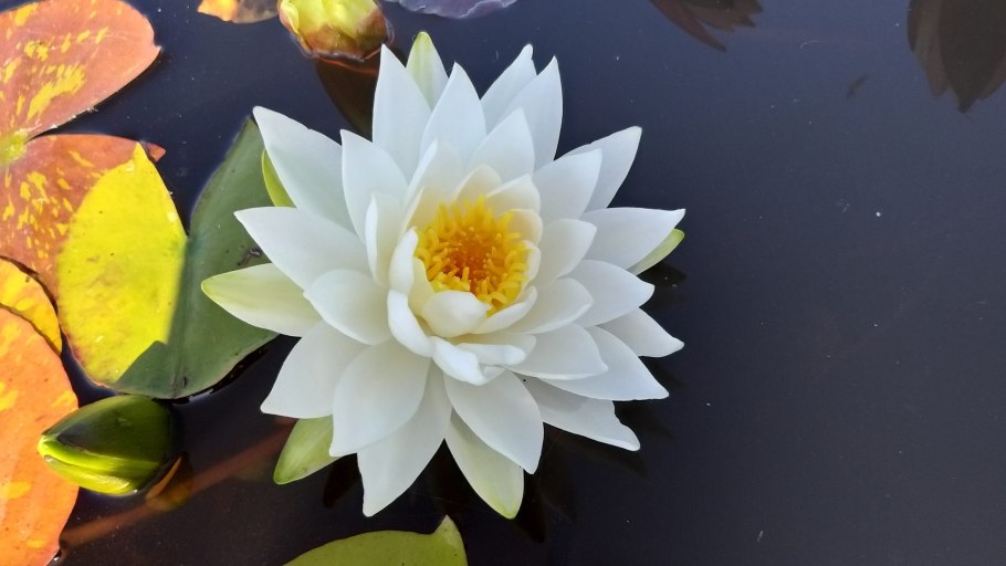 Куинджи кувшинки