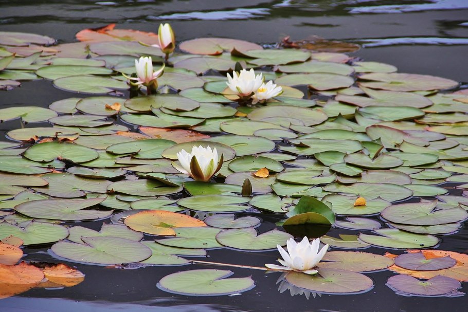 Кувшинки ПМР