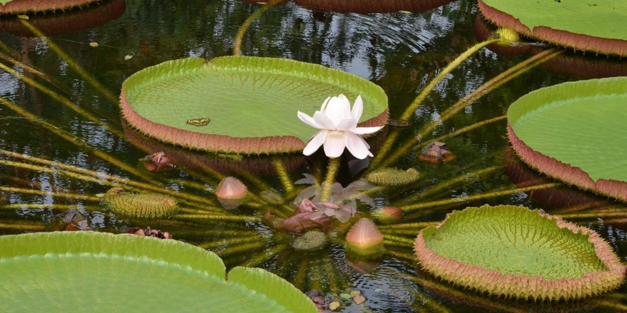 Кувшинка ‘Marliacea albida’