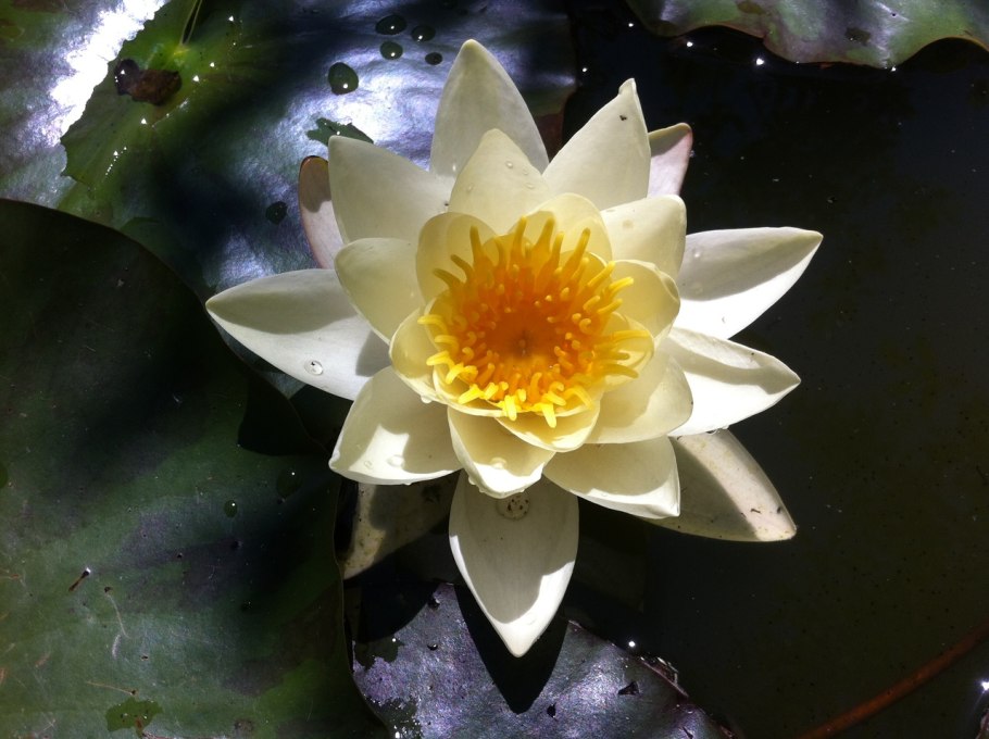 Лотус растение