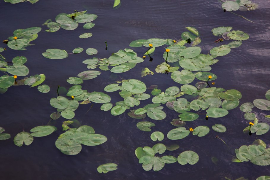 Кувшинки в Москве