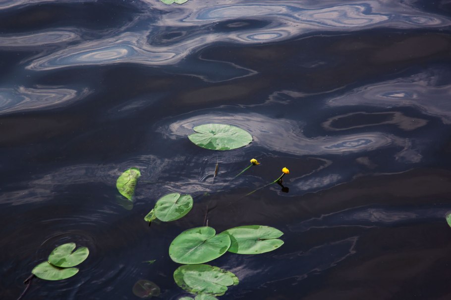 Кувшинки в Одинцово