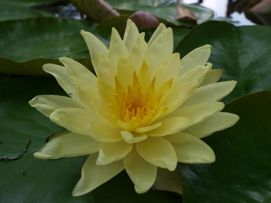 Царский Лотос