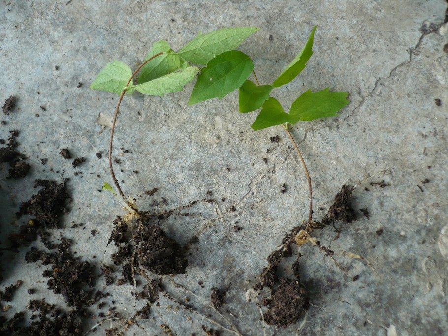 Жасмин черенки