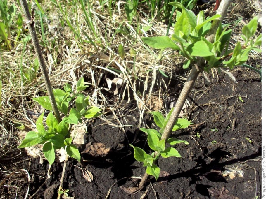 Размножение жасмина черенками