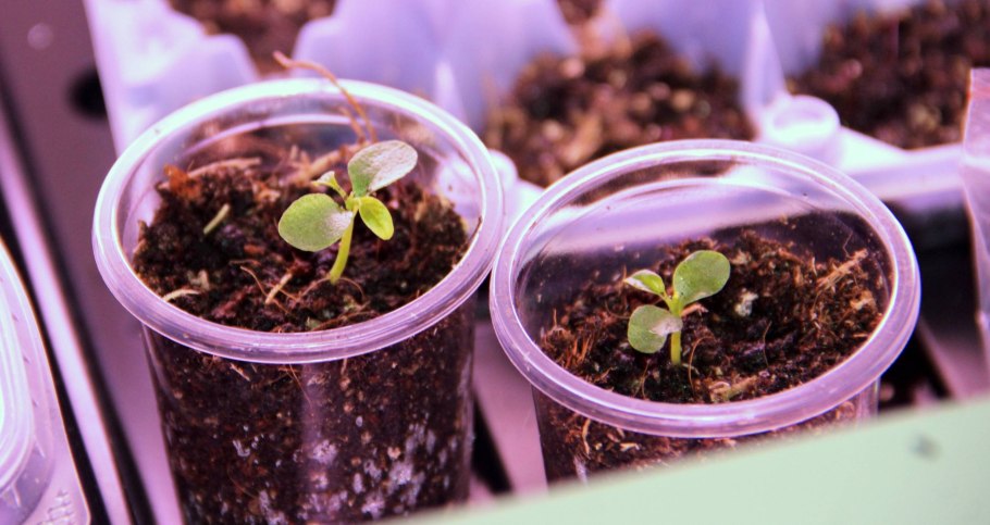 Отводки смородины