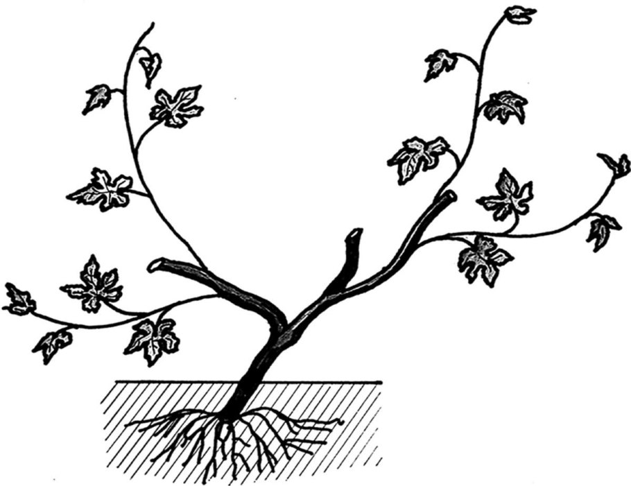 Спирея побег