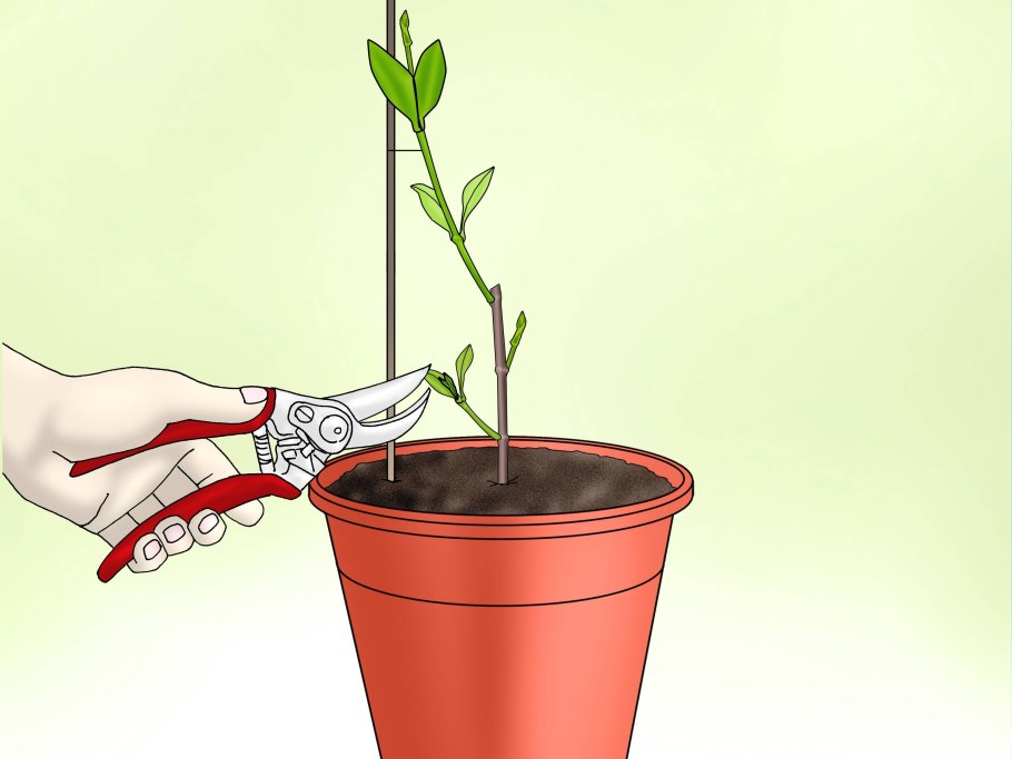 Размножение плетистой розы отводками