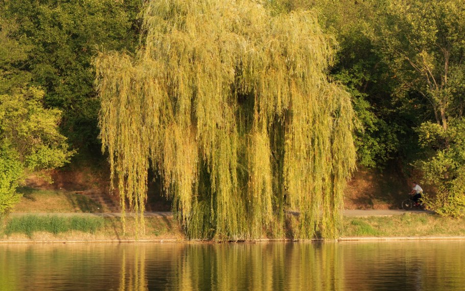 Ива памяти Миндовского