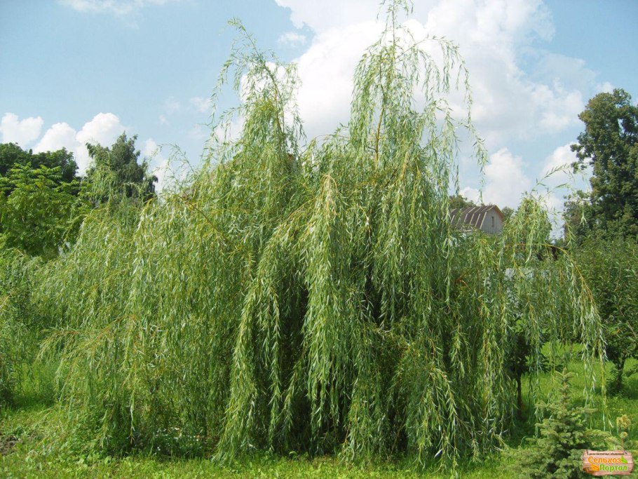 Ива дерево в Астрахани