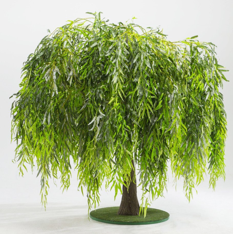 Ива цельнолистная Пендула