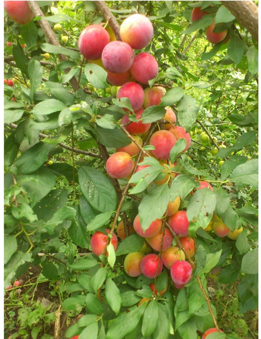 Персик Канадиан Хармони