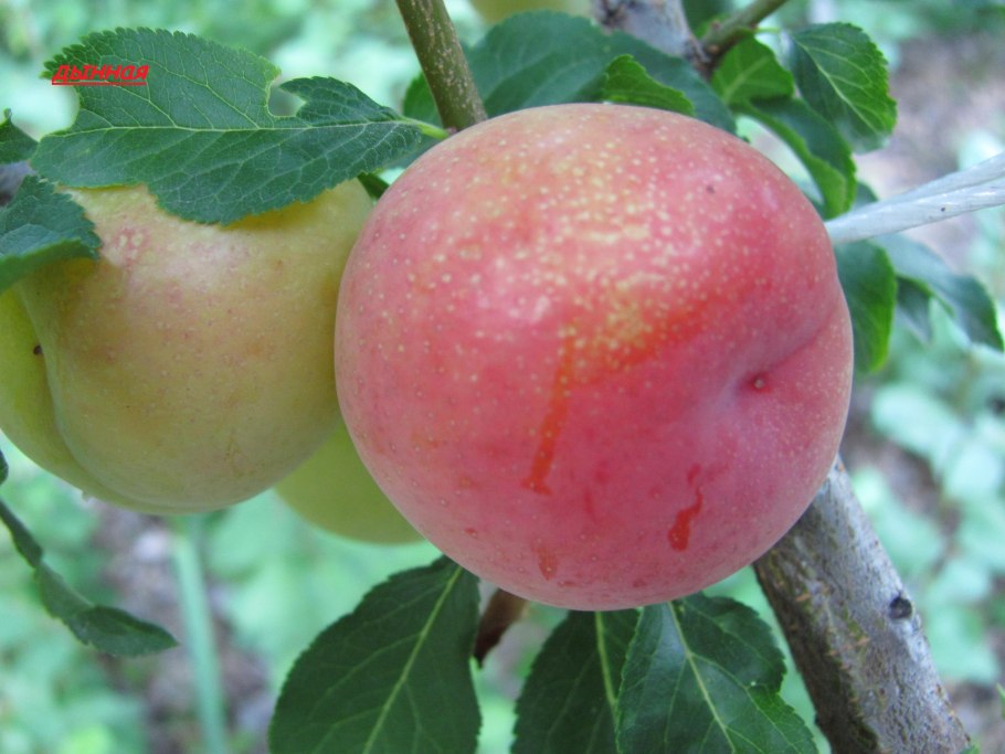 Алыча абрикос