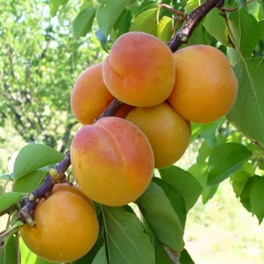 Абрикос и нектарин