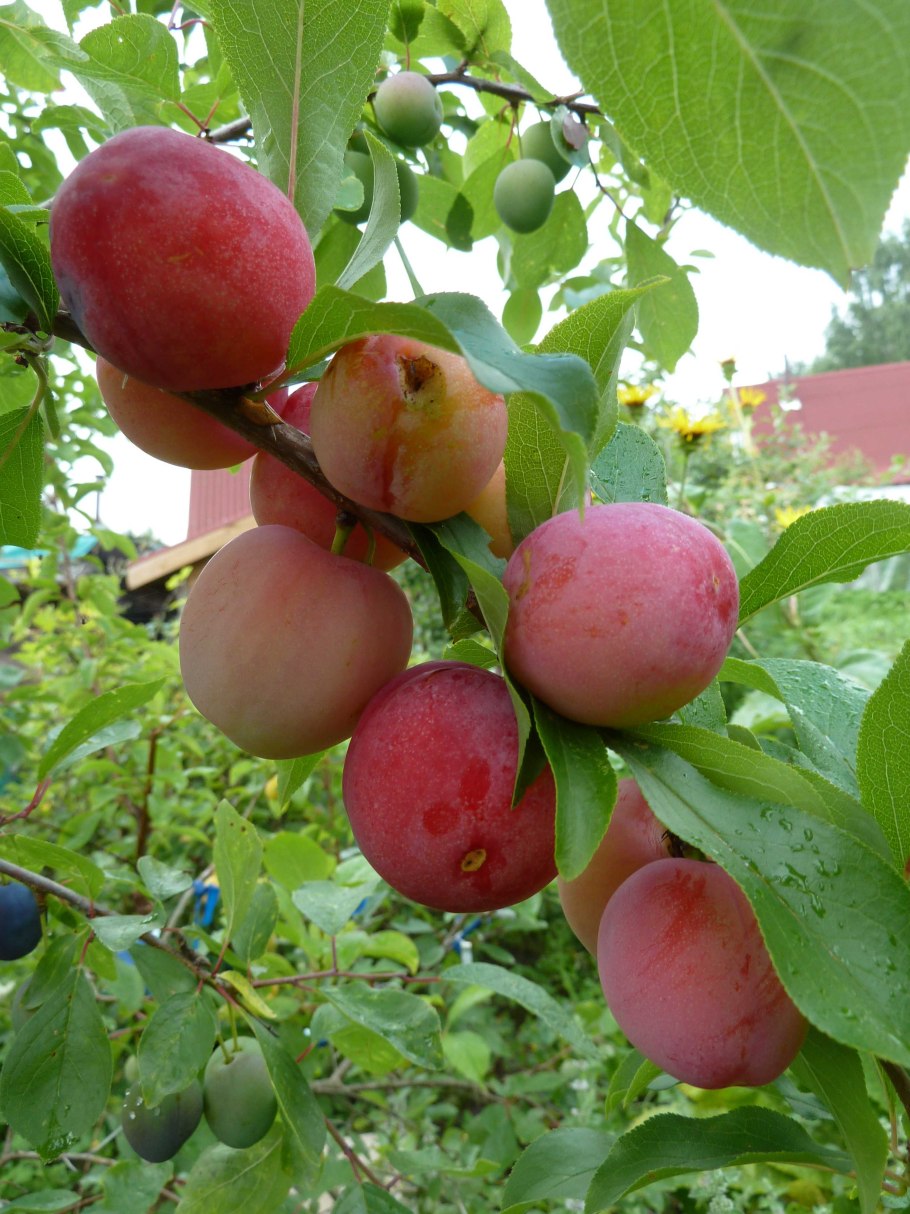 Слива персиковая Скороплодная