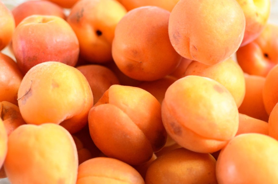 Сорта сливы персиковая Мичурина