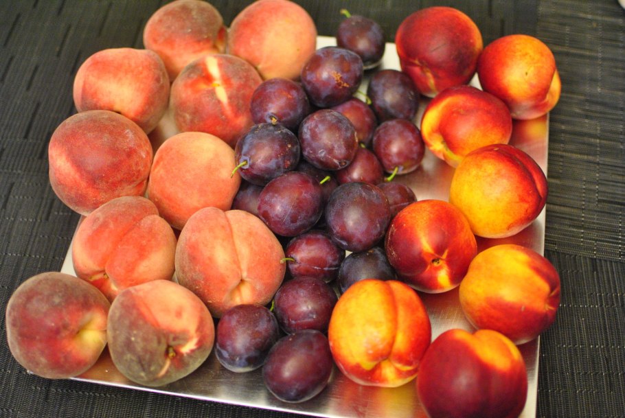 Сорт сливы Бербанк гигант