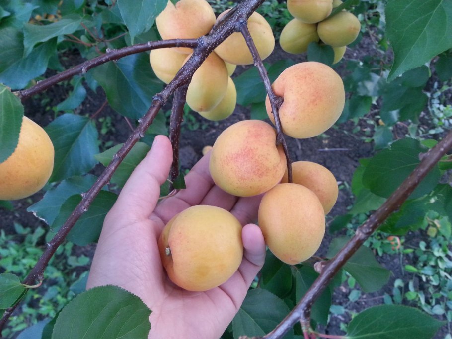 Шарафуга (гибрид сливы, нектарина, абрикоса) Белла Голд