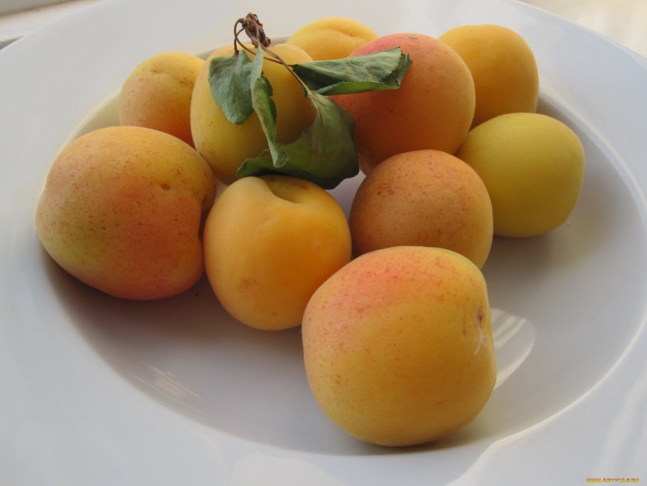 Сорт алычи Кубанская Комета