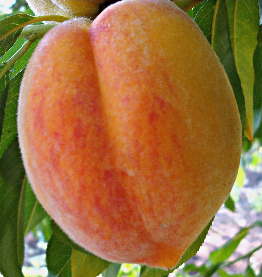 Нектарины абрикосы персики сливы