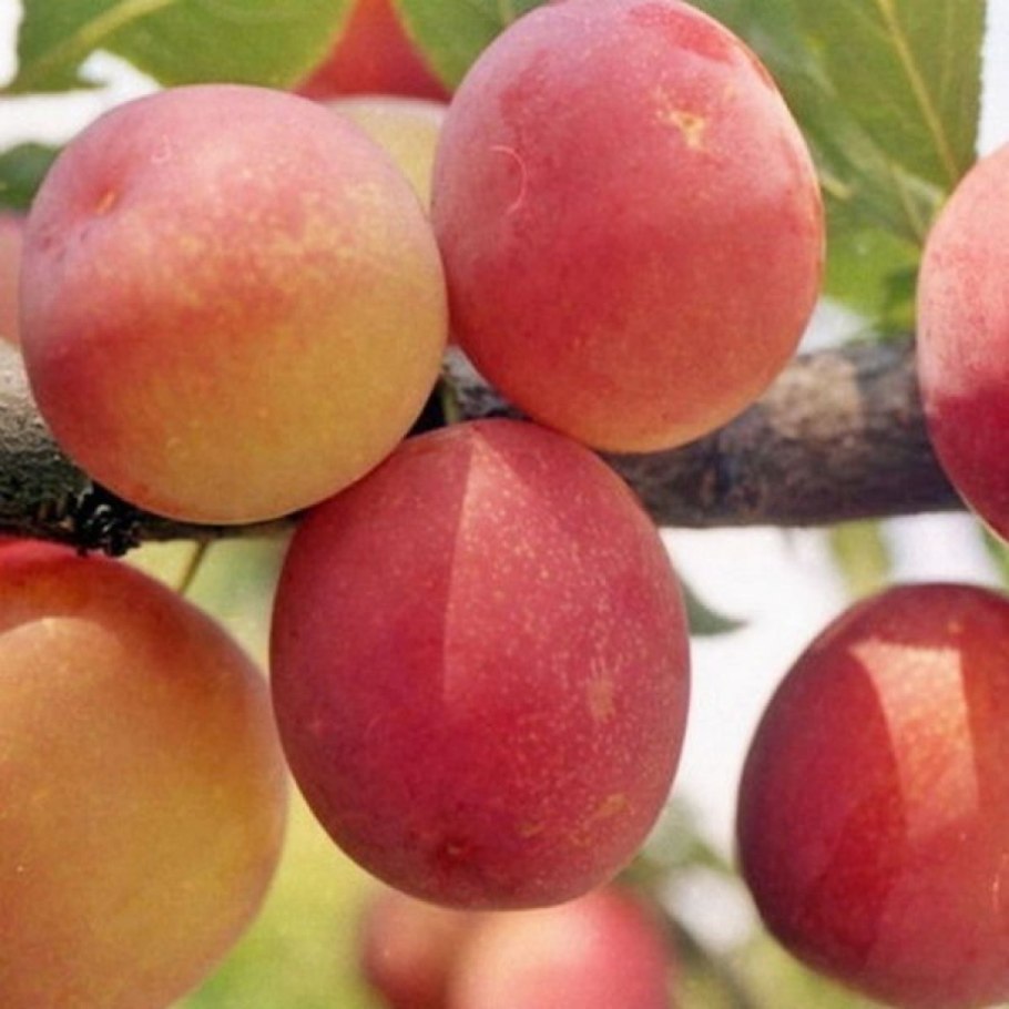 Слива колоновидная Империал