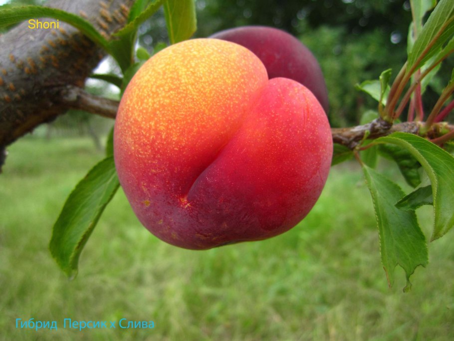 Абрикос Первайс