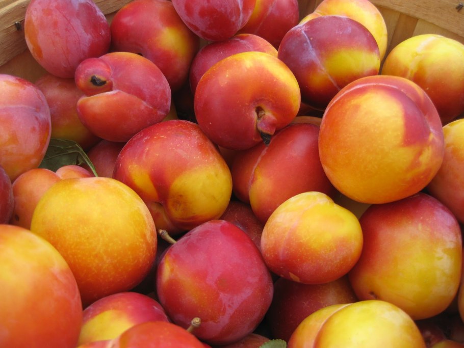 Слива Антонина