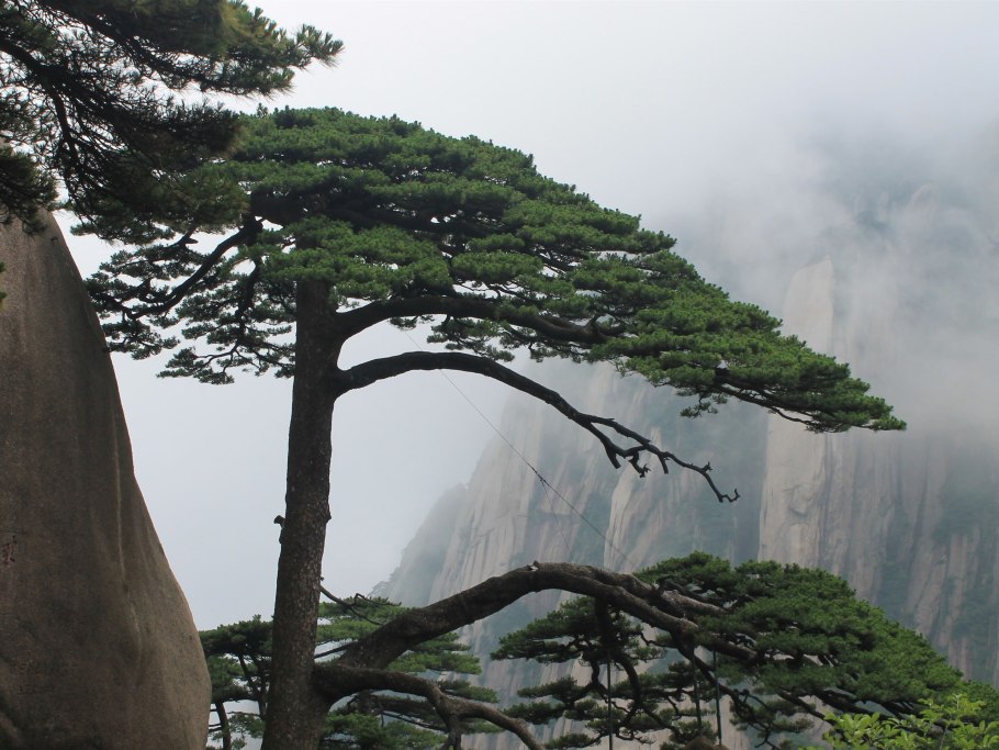 Сосна Пиния бонсай