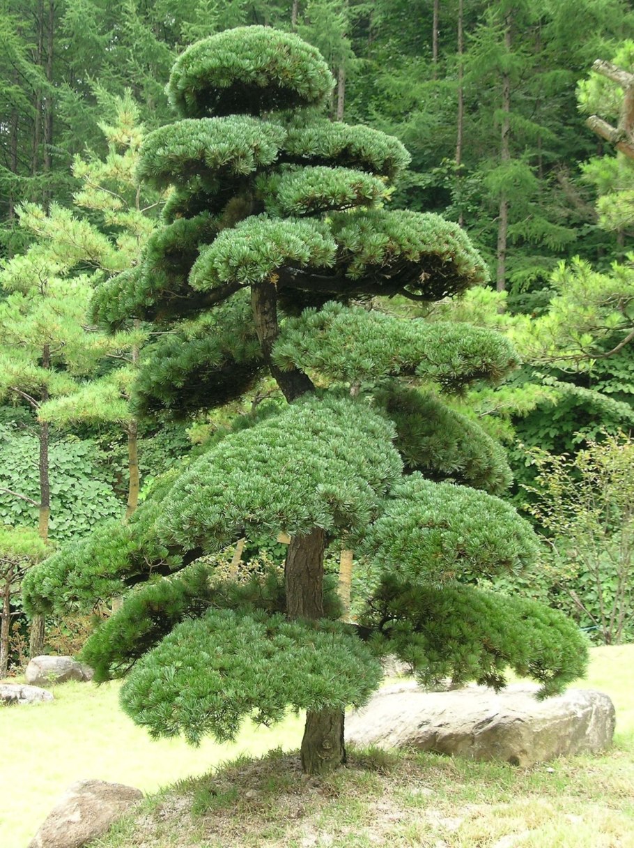 Pinus parviflora glauca