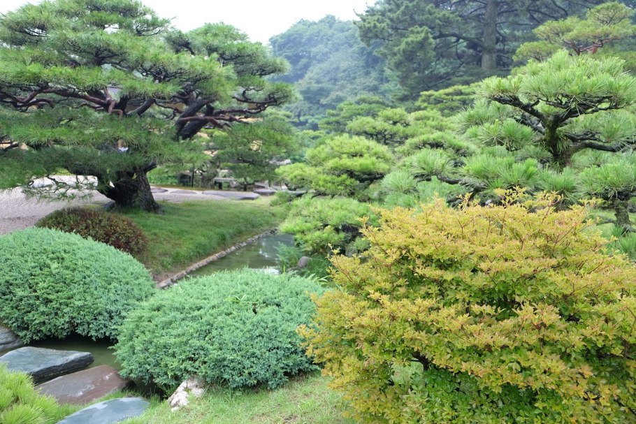 Лиственница ниваки