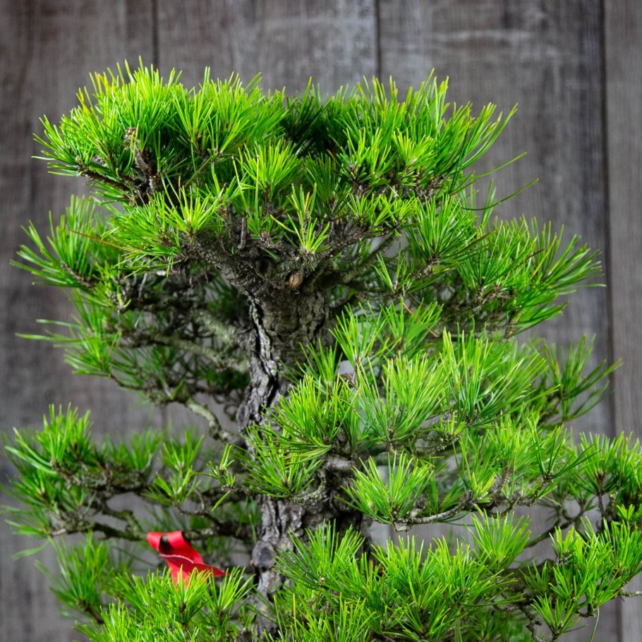 Лиственница ниваки