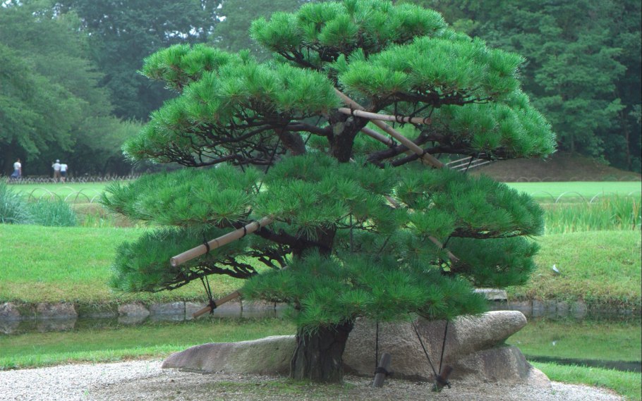 Тис бонсай ниваки