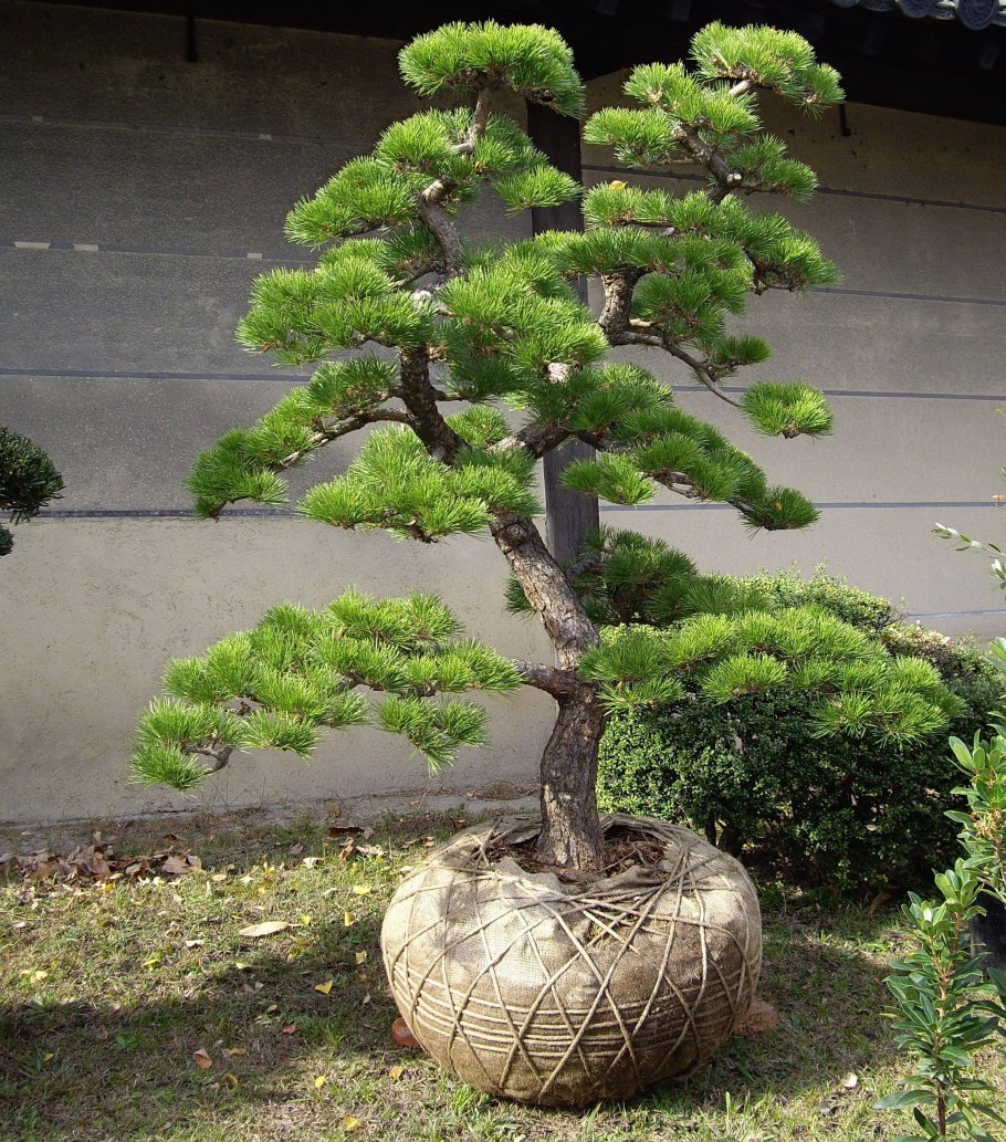 Криптомерия японская бонсай