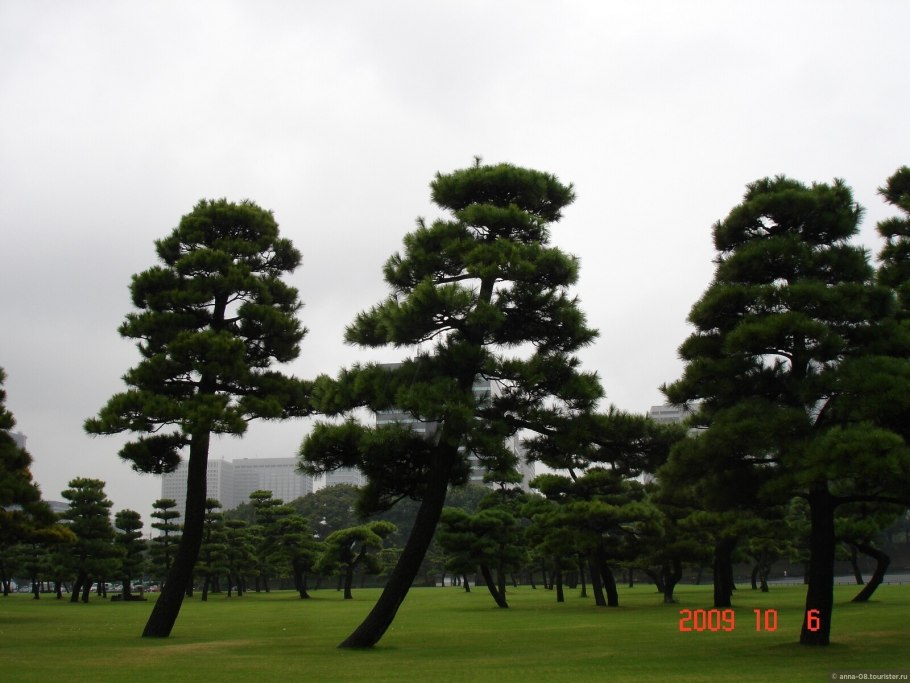 Сосна черная ниваки