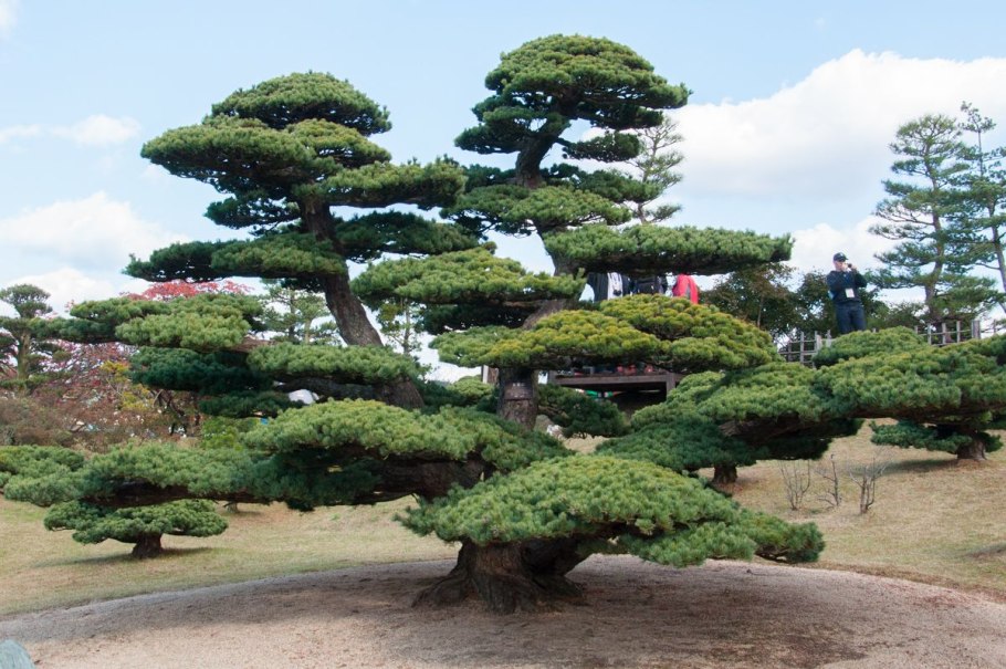 Сосна в Китае на горе тысячелетняя