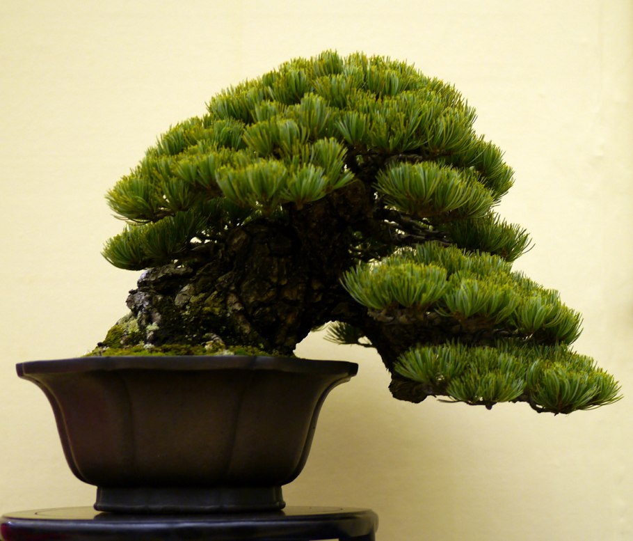 Бонсай японская белая сосна