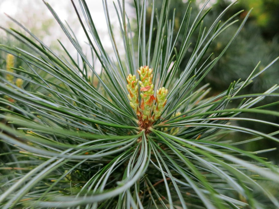 Самшит ниваки