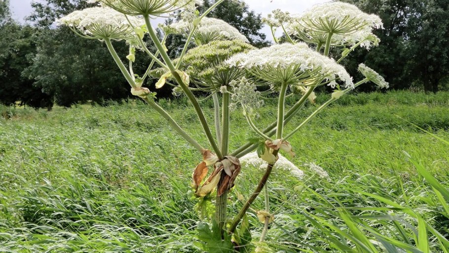 Борщевик ядовитое растение
