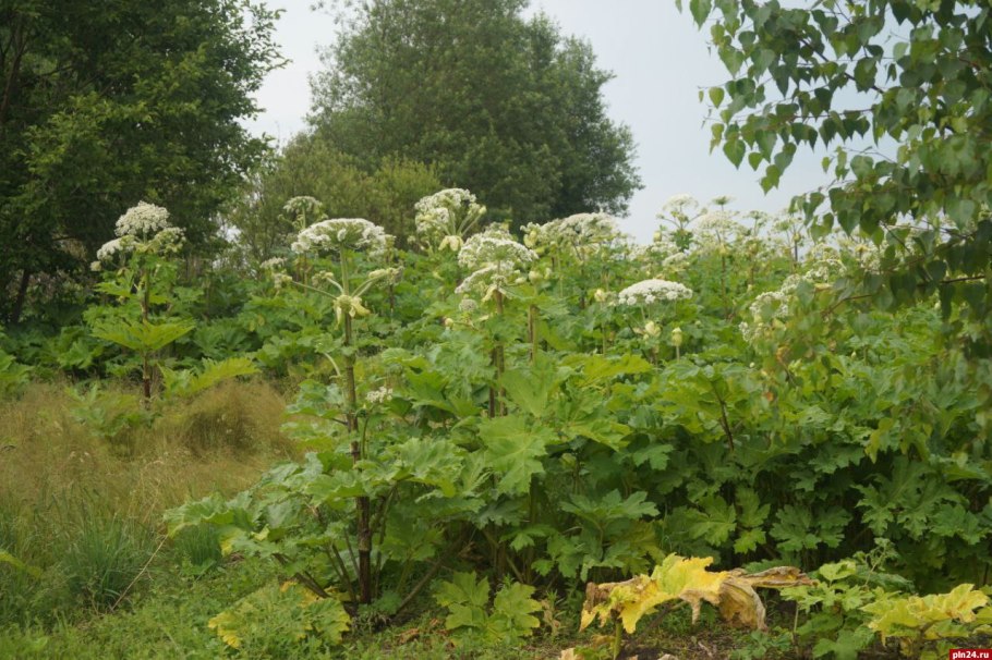 Растение борщевик и курай