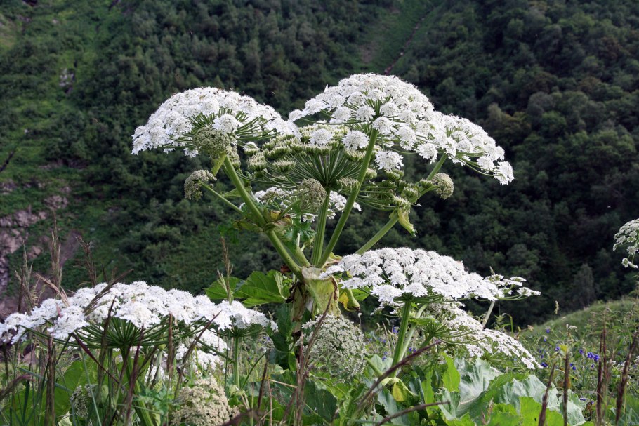 Дудник и борщевик