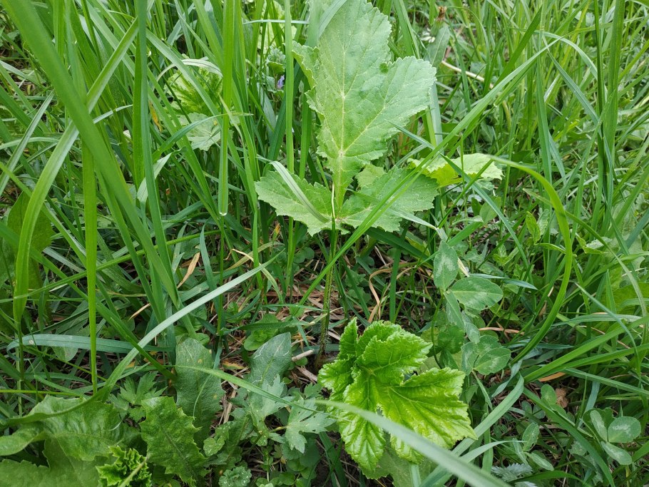 Борщевик сибирский пиканы