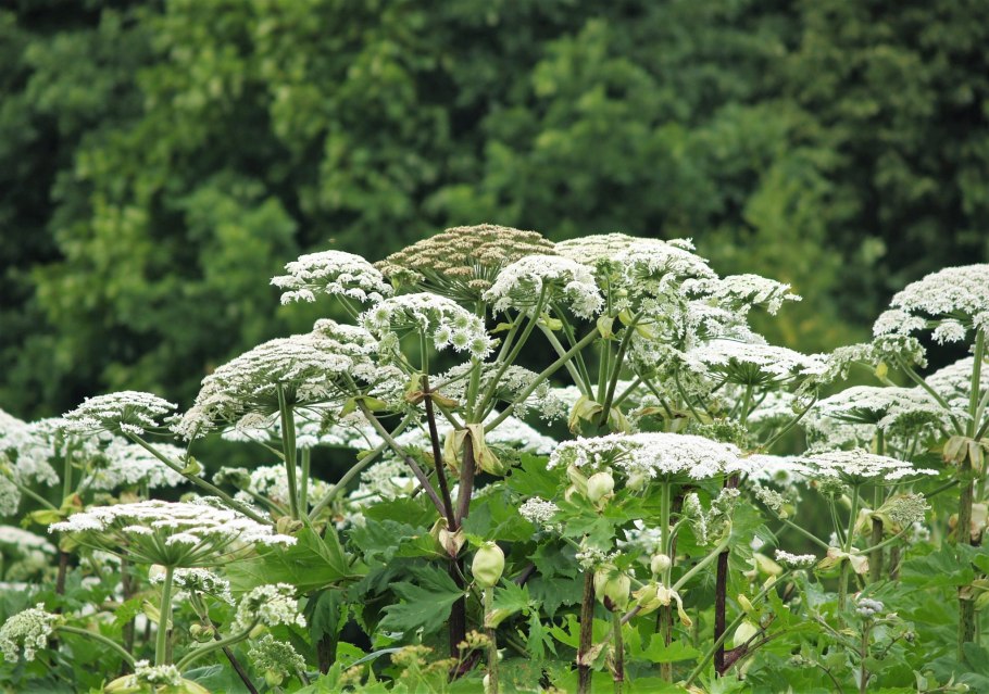 Борщевик растение