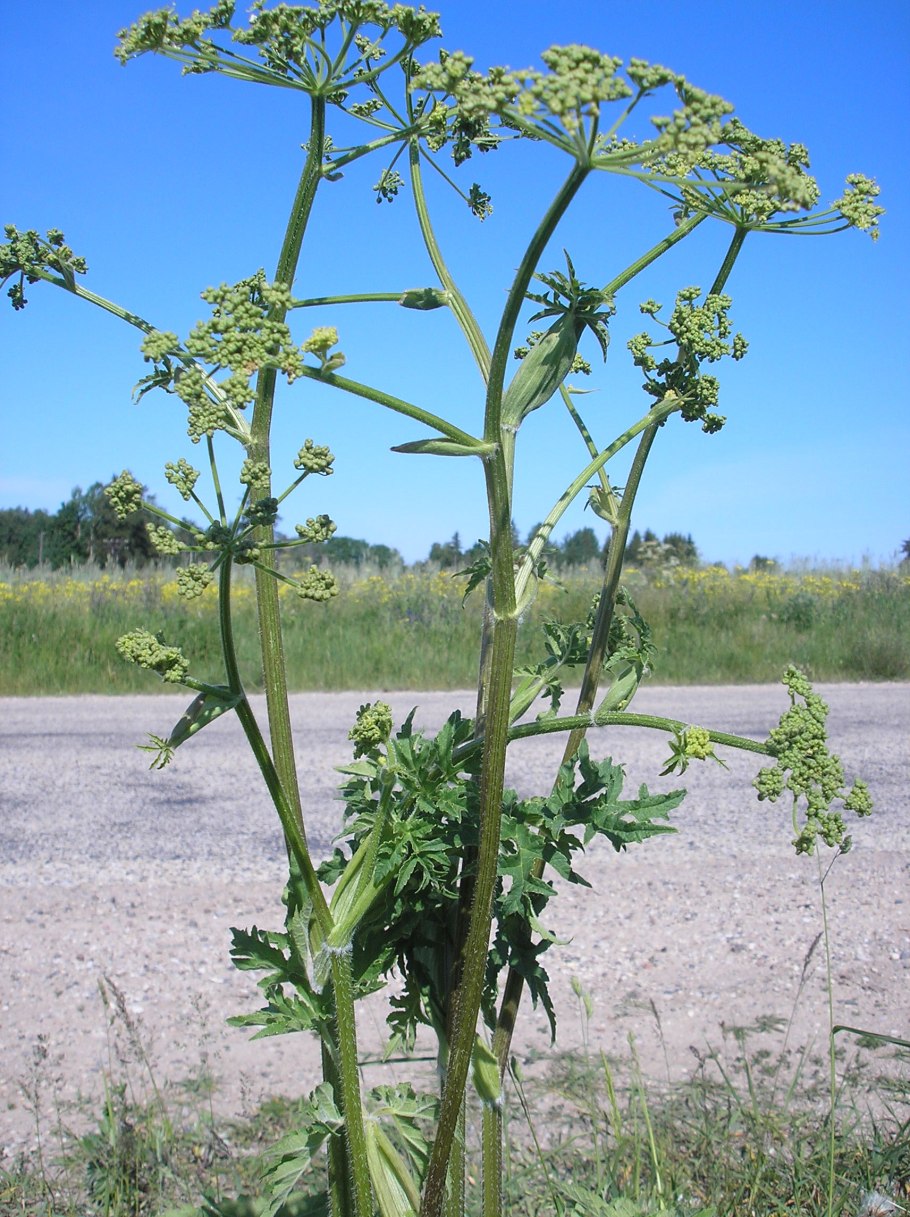 Борщевик Сибирский пучка
