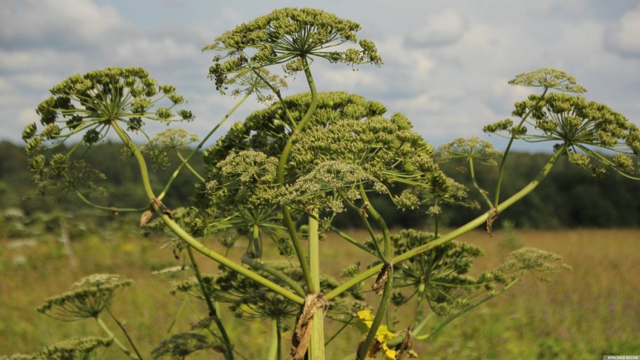 Борщевик Мантегацци